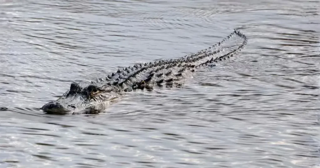 Jacaré-americano nadando em água doce no Parque Nacional dos Everglades, exemplo visual da diferença entre crocodilo e jacaré em habitat natural.
