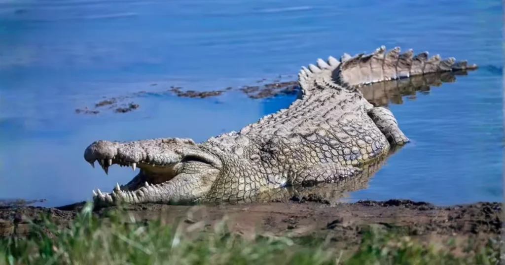 Crocodilo-do-Nilo com a boca aberta à beira da água, destacando dentes, mandíbula forte e características físicas que evidenciam a diferença entre crocodilo e jacaré.