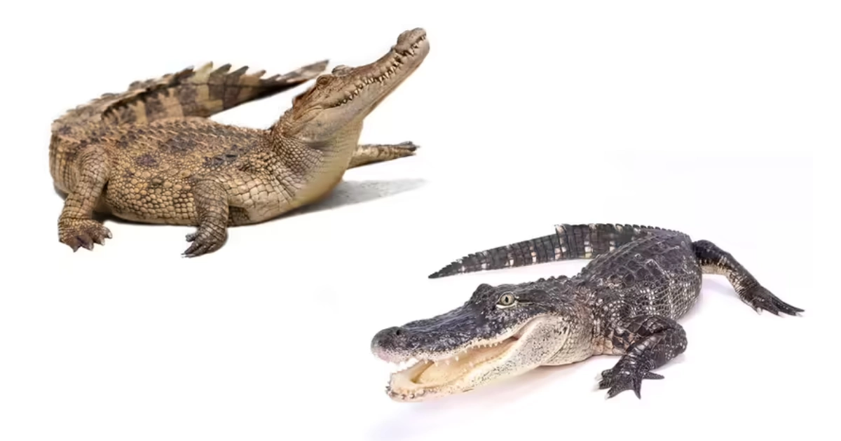 Comparação visual mostrando a diferença entre crocodilo e jacaré, com crocodilo de focinho em V e jacaré de focinho em U, destacando formato da cabeça, dentes e estrutura do corpo.