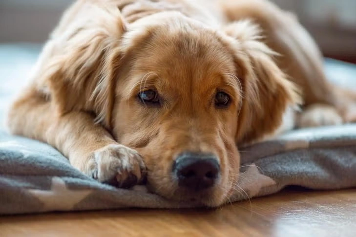 Golden Retriever deitado em ambiente interno, com expressão calma e olhar atento, destacando características comportamentais da raça e ilustrando a diferença entre Golden Retriever vs. Labrador Retriever no temperamento e sensibilidade emocional.