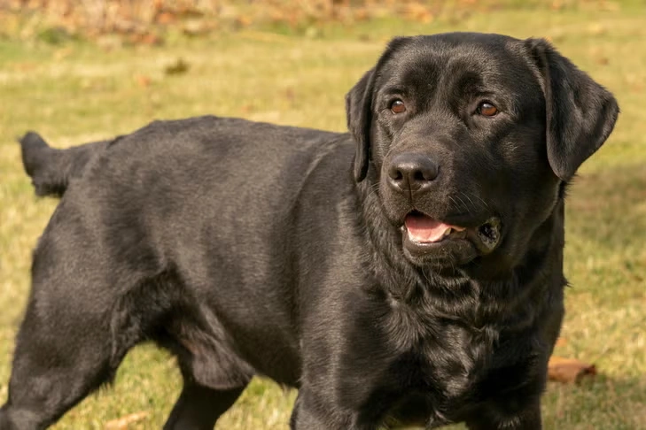 Labrador Retriever preto em área externa com gramado, exibindo corpo robusto e pelagem curta, imagem usada para ilustrar a diferença entre Golden Retriever vs. Labrador Retriever em porte físico, tipo de pelo e nível de energia.