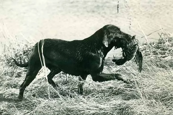 Labrador Retriever histórico em ambiente natural durante atividade de caça, carregando ave abatida, ilustrando a origem de trabalho da raça e reforçando a diferença entre Golden Retriever vs. Labrador Retriever no uso funcional e comportamento instintivo.