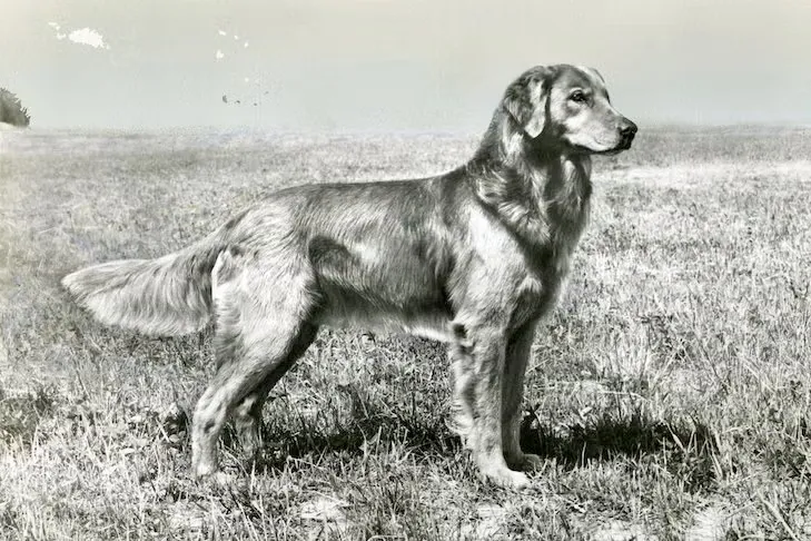 Golden Retriever histórico em campo aberto, com postura elegante e pelagem mais longa, representando a origem de trabalho da raça e destacando a diferença entre Golden Retriever vs. Labrador Retriever em estrutura corporal e tipo de pelo.