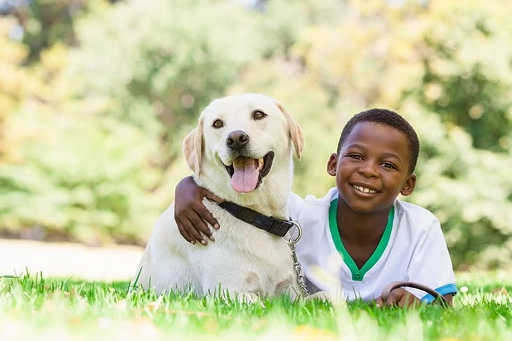 Labrador Retriever amarelo ao lado de uma criança em área verde, demonstrando o temperamento dócil e sociável da raça, imagem usada para ilustrar a diferença entre Golden Retriever vs. Labrador Retriever na convivência familiar e comportamento com crianças.