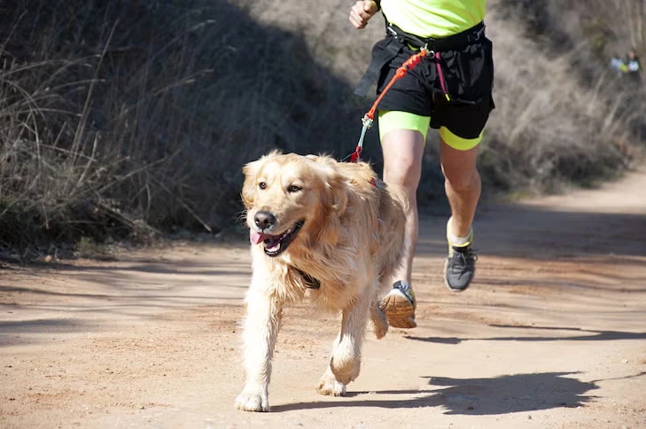 Golden Retriever correndo ao lado de uma pessoa durante atividade ao ar livre, ilustrando o alto nível de energia da raça e ajudando a explicar a diferença entre Golden Retriever vs. Labrador Retriever em exercícios, disposição física e estilo de vida ativo.