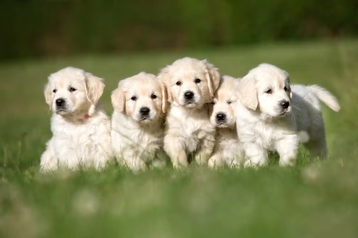 Filhotes de Golden Retriever em área gramada, com pelagem clara e mais longa, imagem que ajuda a visualizar a diferença entre Golden Retriever vs. Labrador Retriever desde filhotes, especialmente no tipo de pelo e aparência física.
