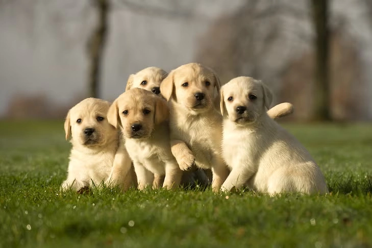 Filhotes de Labrador Retriever amarelos sentados na grama, ilustrando características da raça desde a fase inicial e ajudando a entender a diferença entre Golden Retriever vs. Labrador Retriever em aparência, pelagem e desenvolvimento.