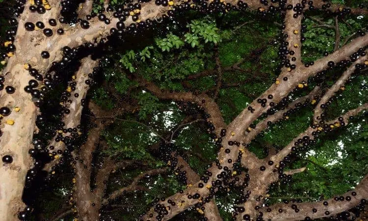 Jabuticabeira com frutos escuros crescendo diretamente no tronco e nos galhos, característica típica da planta, imagem usada como referência em conteúdo sobre como fazer mudas de jabuticaba e cultivo da jabuticabeira.